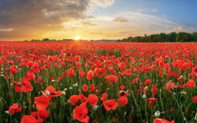 Alcohol and Emotions – To win the war on Alcohol, our Emotions need to be our Allies