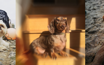 6 Reasons Why Dogs Can Help in Continued Sobriety